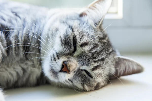 The nice gray cat sleeps ?n the window sill — Stock Photo, Image