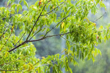  Yağmurda ıslak ağaç
