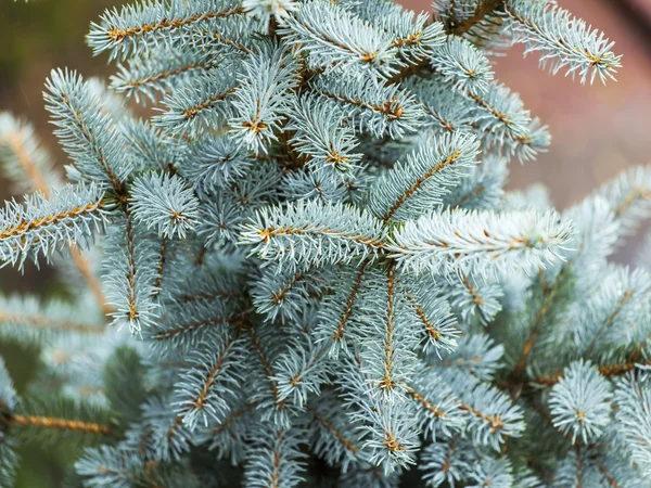 Ветви синей декоративной елки — стоковое фото