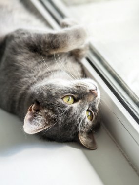 Etrafına bakıyor güzel gri tüylü kedi