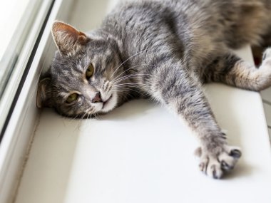 Etrafına bakıyor güzel gri tüylü kedi