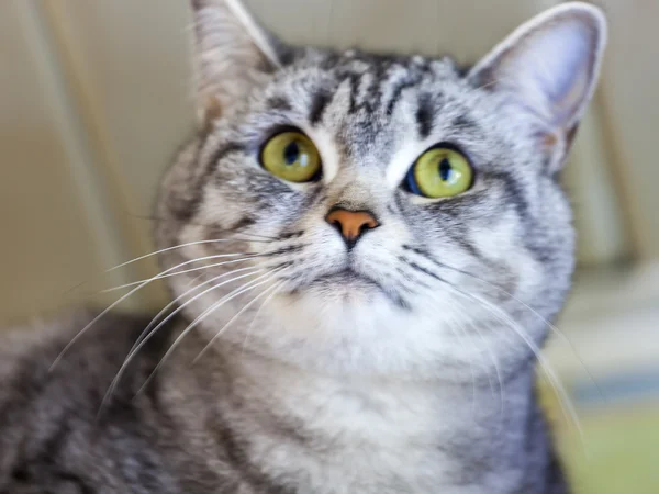 The nice fluffy gray cat looks around from height — Stock Photo, Image