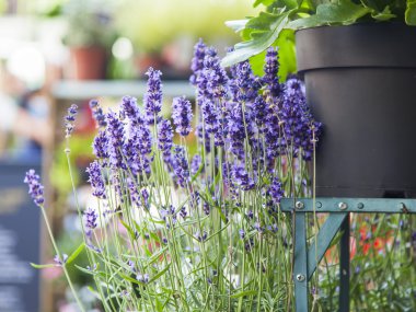  Kentsel çevre çiçeklenir. Çiçek açması lavanta