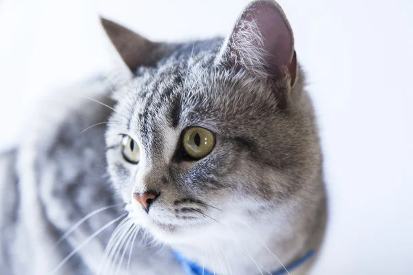 Fin grå fluffiga katten ser sig omkring — Stockfoto