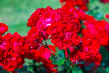 Yeşil yapraklı güzel kırmızı çiçekler.