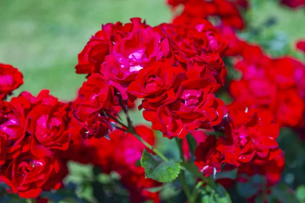 Yeşil Yapraklı Güzel Kırmızı Çiçekler — Stok fotoğraf