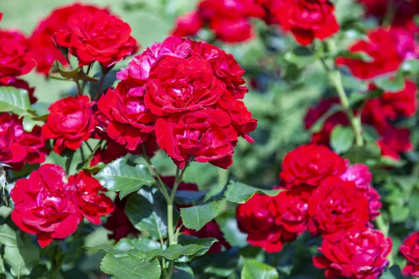 Fine Red Flowers Environment Green Leaves — Stock Photo, Image