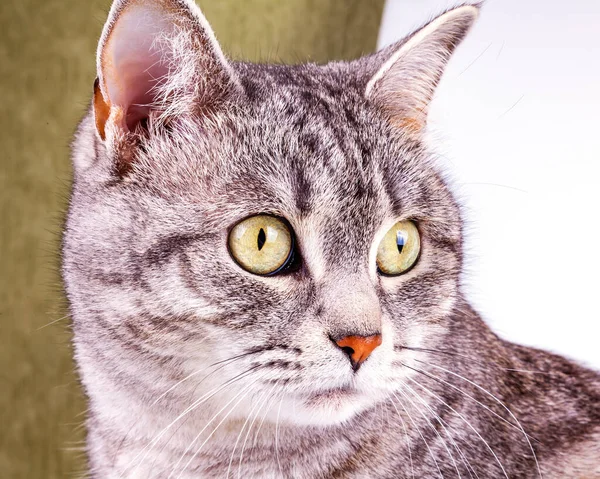 Playfull Fluffy Cat Lies Sofa Look Herself — Stock Photo, Image