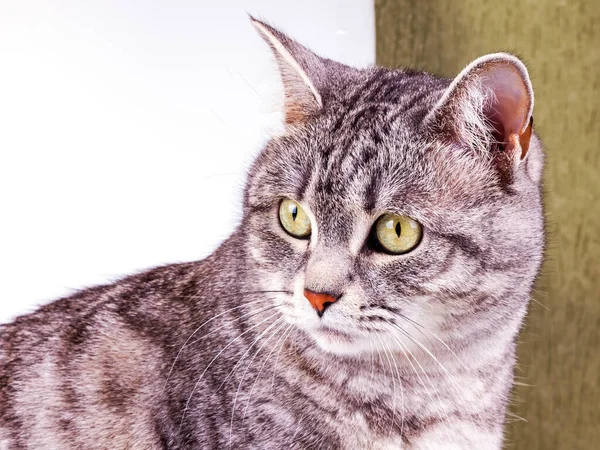 Hravá Nadýchaná Kočka Leží Pohovce Rozhlíží Kolem Sebe — Stock fotografie