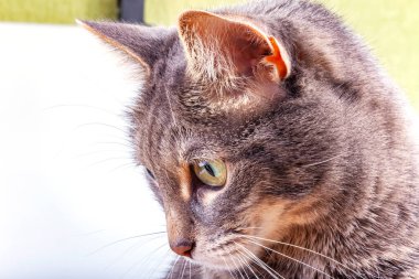 Oyuncak tüylü kedi etrafına bakıyor.