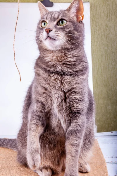 Grå Fluffig Katt Färg Tabby Spelar Med Tråd — Stockfoto