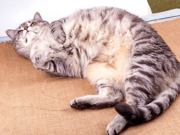 Playfull Berbulu Kucing Terletak Sofa Dan Melihat Sekeliling Dirinya — Stok Foto