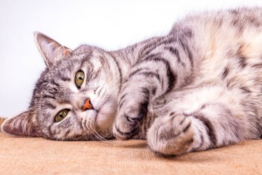 Oyuncak kedi kanepede yatar ve etrafına bakar.