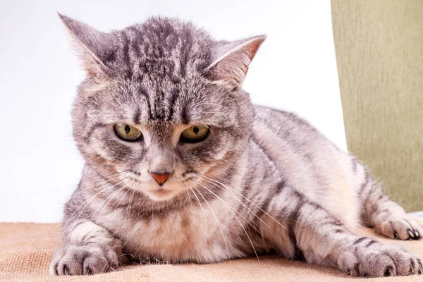 Gray Fluffy Cat Lies Sofa — Stock Photo, Image