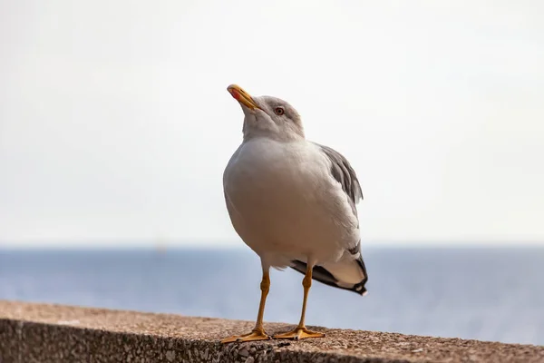 Sea Landscape Seagull Sits Parapet — Stock Photo, Image