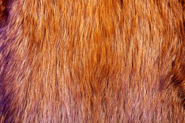 Doku olarak kızıl tilkinin doğal kürkü