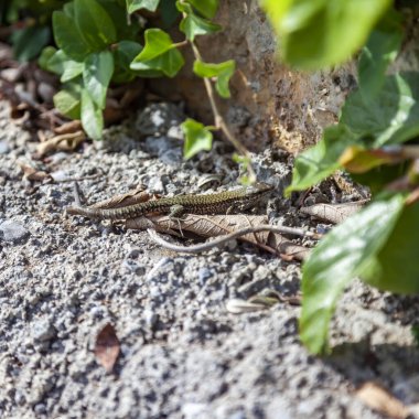 Kertenkele, bitkilerin arasında yerde sürünür.