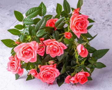 Pembe güllerin güzel çalısı