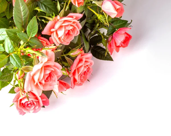 Beauty Bush Pink Roses — Stock Photo, Image