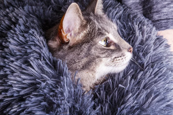 Beautiful Gray Cat Looks Out Fur Bag — Stock Photo, Image