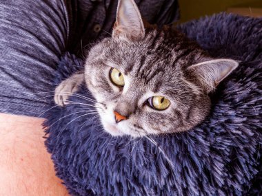 Güzel tüylü tekir kedisi genç adama el ele oturur ve etrafına bakar.