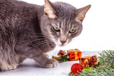 Güzel gri kedi, köknar dalları ve Noel tatilinin özellikleri