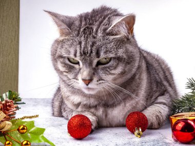 Güzel gri kedi, köknar dalları ve Noel tatilinin özellikleri