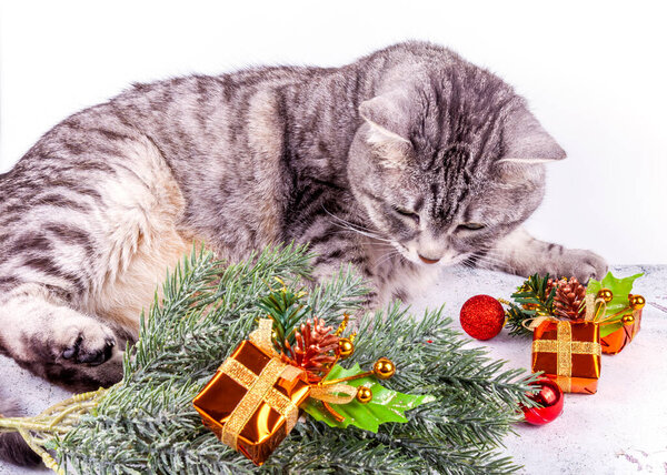 Beautiful gray cat, fir branches and attributes of the Christmas holiday