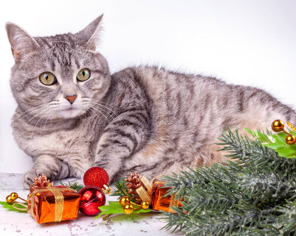 Beautiful gray cat, fir branches and attributes of the Christmas holiday
