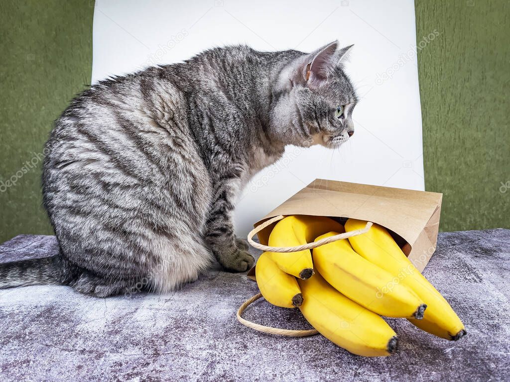 Gray cat and a bunch of bananas in a paper bag on the table