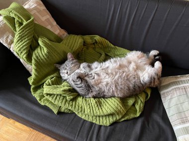 Gri tüylü kedi kanepede uyuyor.