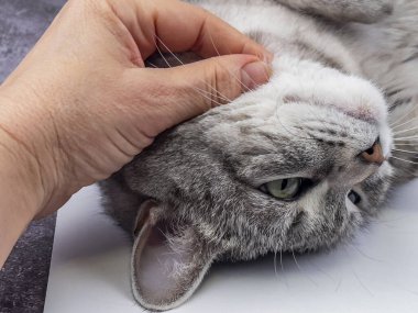 Kedi kanepede yatıyor.. 