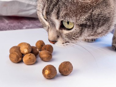 Gri kedi ve Nutmeg beyaz masada