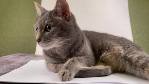 Szary puszysty kot leży na kanapie — Wideo stockowe