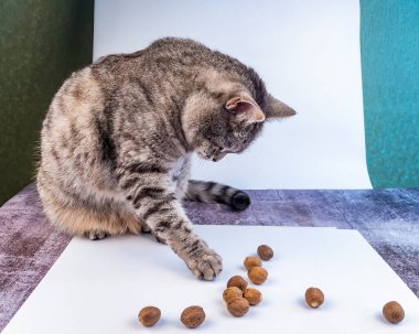Gri kedi ve Nutmeg beyaz masada