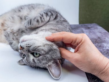 Kedi kanepede yatıyor.. 