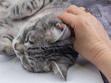 Kedi kanepede yatıyor.. 