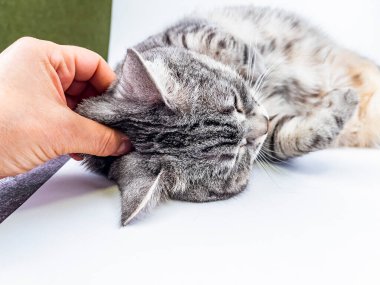 Kedi kanepede yatıyor.. 