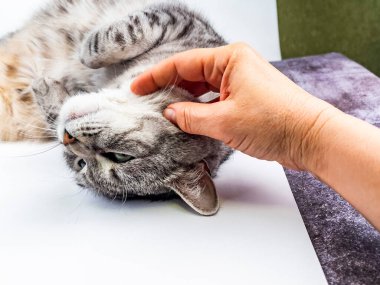 Kedi kanepede yatıyor.. 