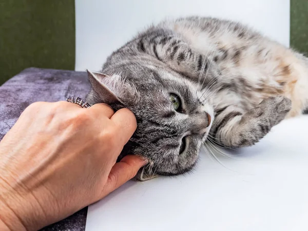 Gato Yace Sofá — Foto de Stock