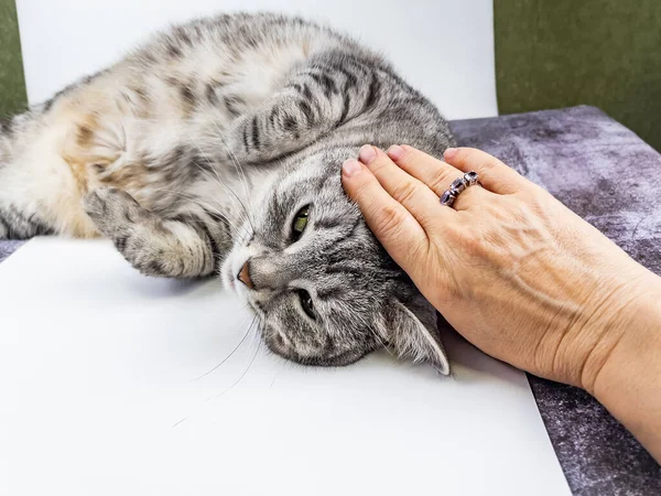 Gato Yace Sofá — Foto de Stock