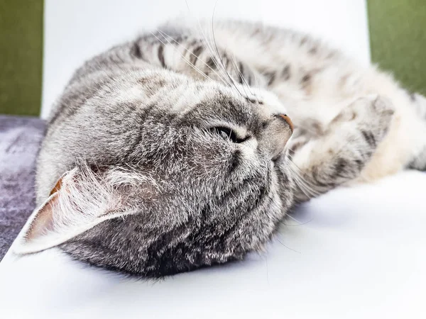 Chat Moelleux Gris Repose Sur Canapé — Photo