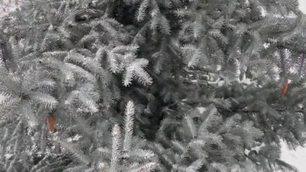Las ramas del abeto son cubiertas por la escarcha en invierno — Vídeo de stock