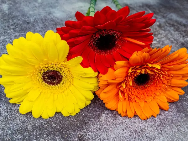 Strauß Verschiedener Gerber Auf Einem Schaufenster Des Blumengeschäfts — Stockfoto