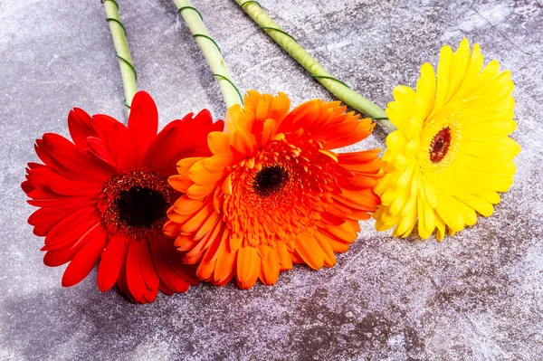 Strauß Verschiedener Gerber Auf Einem Schaufenster Des Blumengeschäfts — Stockfoto