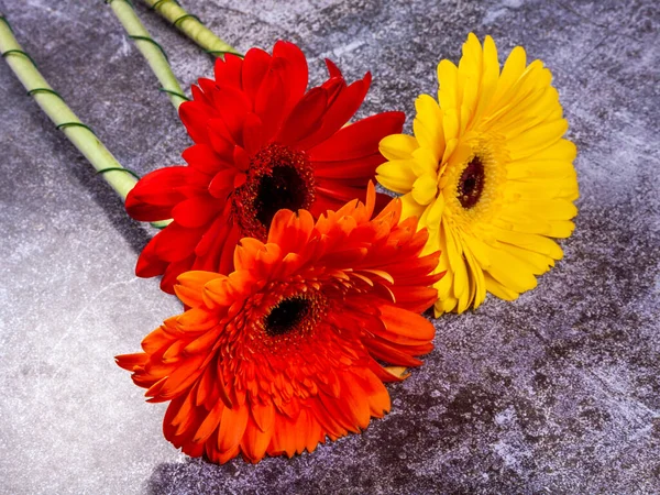 Strauß Verschiedener Gerber Auf Einem Schaufenster Des Blumengeschäfts — Stockfoto