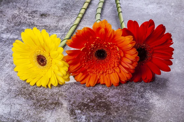 Strauß Verschiedener Gerber Auf Einem Schaufenster Des Blumengeschäfts — Stockfoto