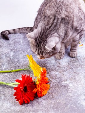 Farklı gerberalardan bir buket ve güzel gri kedi.