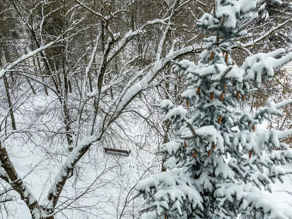 2021年1月2日 俄罗斯普希金诺 从白雪覆盖的林荫大道上的树窗往外看 Snowing — 图库照片