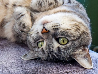 Gri tüylü kedi kanepede yatıyor.